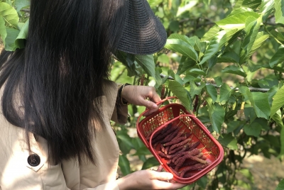 原来惠州有这么个好玩的地方，非常适合春游哦